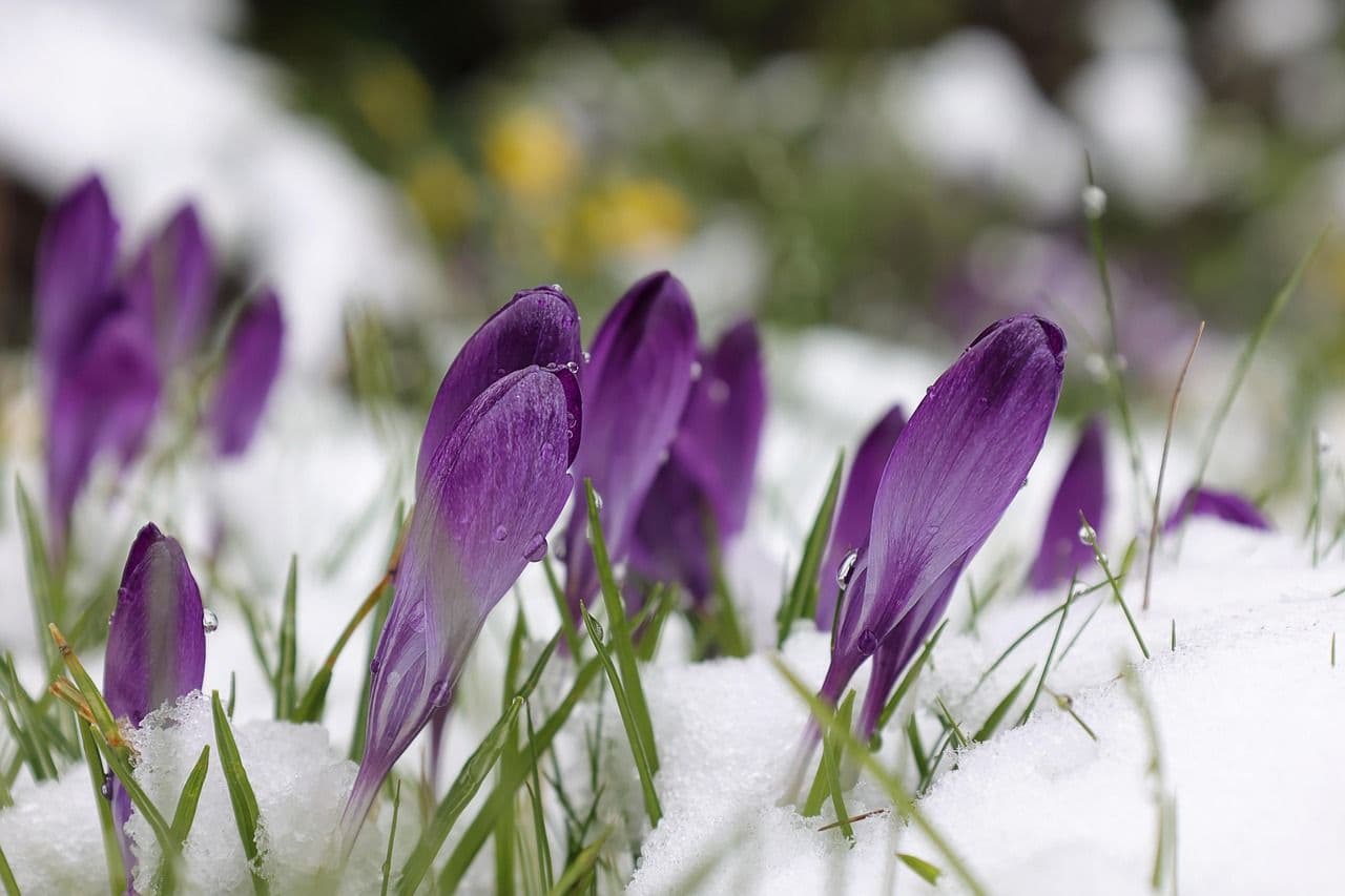 SNEG U APRILU, PROLEĆE NA ČEKANJU: Temperaturni skok i stabilizacija vremena tek od 8. aprila