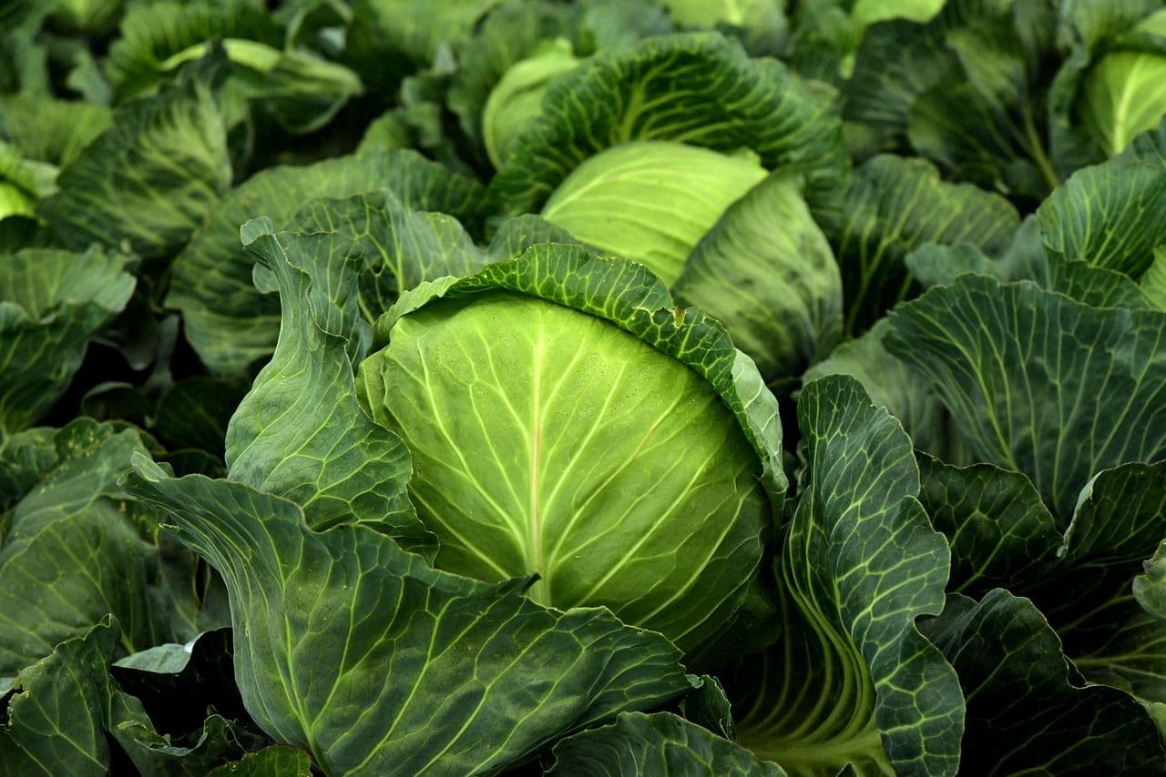 KUPUS SKUPLJI OD MESA NA PIJACI VOŽDOVAC: Beograđanka platila 700 dinara za dva kilograma mladog kupusa – i častila!