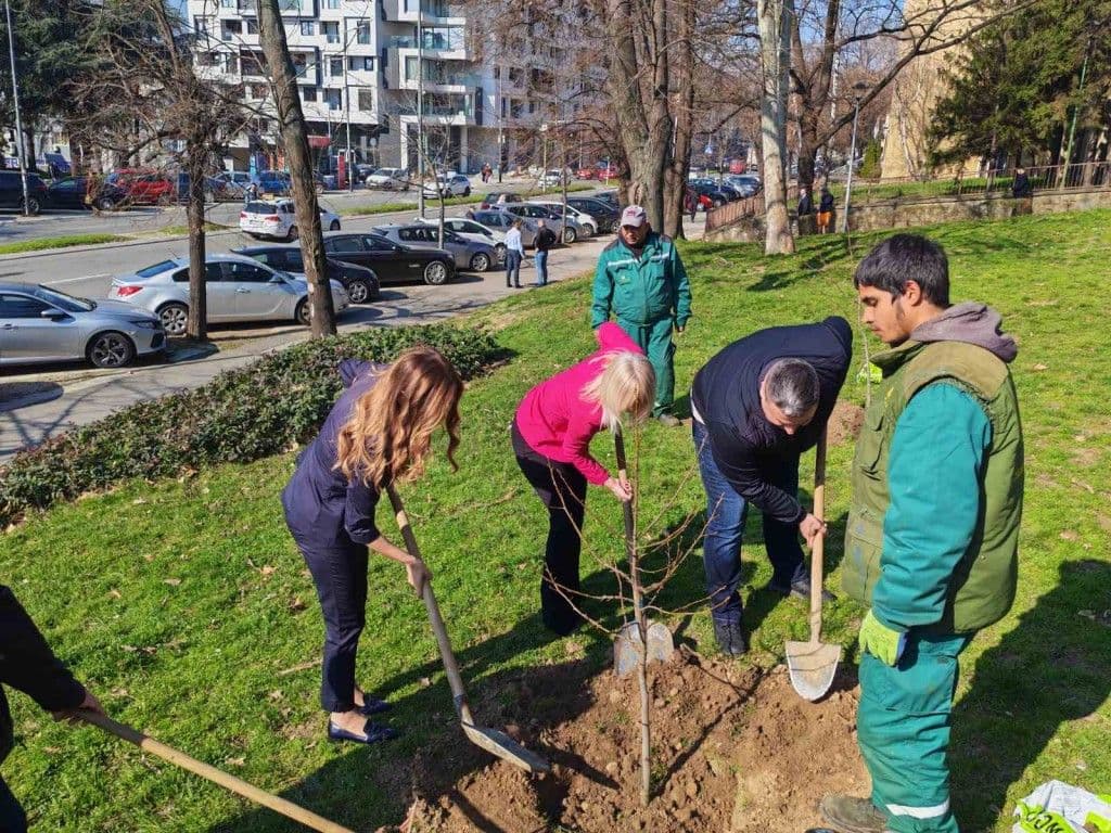 ZASAĐENO 18 NOVIH STABALA NA VOŽDOVCU: Uređuje se prostor ispred Opštine i Doma zdravlja